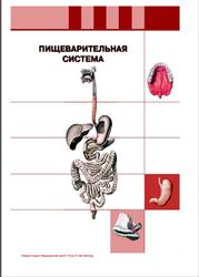 Анатомия человека, Атлас, Том 2, Колесников Л.Л.