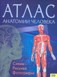 Атлас анатомии человека, Севастьянова И., 2008