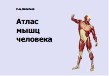 Атлас мышц человека, учебное пособие, Васильев П.А., 2015
