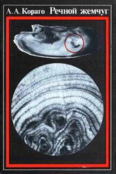 Речной жемчуг, Кораго А.А., 1981