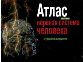 Атлас - Нервная система человека - Строение и нарушения - Астапов В.М., Микадзе Ю.В.