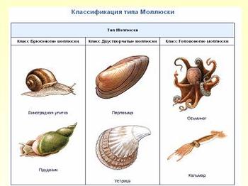 Презентация - Общая характеристика типа Моллюски