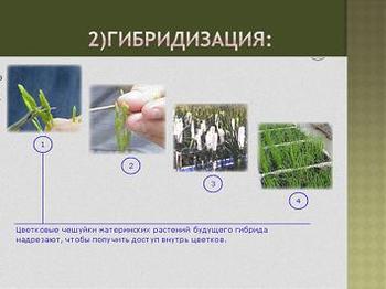 Презентация - Методы селекции растений